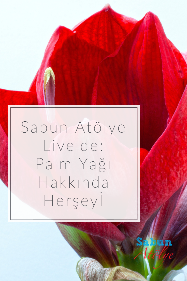 Palm Yağı Hakkında