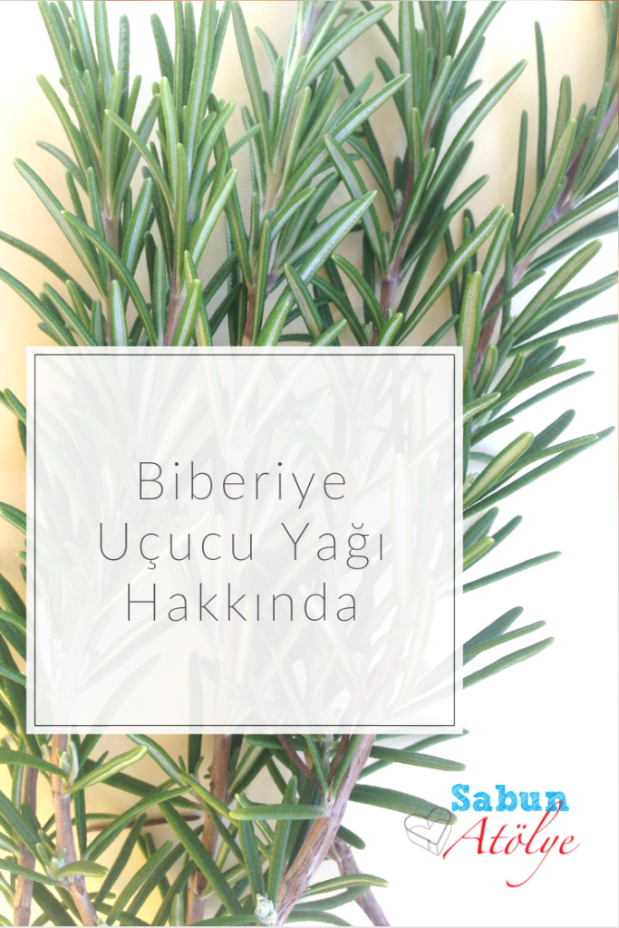 Biberiye Uçucu Yağı Hakkında